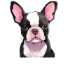 Dog Boston Terrier