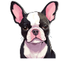 Dog Boston Terrier