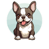 Dog Boston Terrier