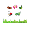 Insect Entomologist Biology