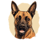 Hund Belgischer Schäferhund
