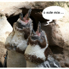 Pinguine
