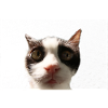 Katze
