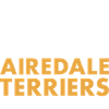 Café Et Airedale Terrier