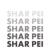 Shar Pei