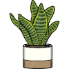 Sansevieria Futura Superba - Bowstring Hemp