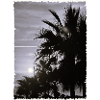 Palme mit Rand SW