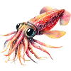 Calmar Mignon Luciole, Aquarelle