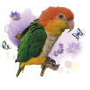 Caique