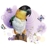 Caique