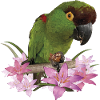 The mountain parakeet