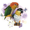 Caiques