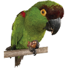 Mountain Parakeet