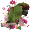 The mountain parakeet