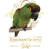 The mountain parakeet