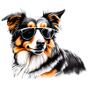 Puppy Australian Shepherd Dog Owner