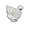 Silky Chicken