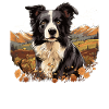 Chien Border Collie