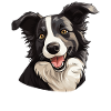 Chien Border Collie