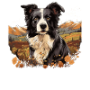 Chien Border Collie