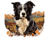 Dog Border Collie