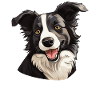 Dog Border Collie