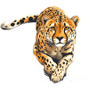Leopard Raubkatze