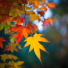 colourful leafes in autumn