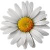 Gänseblümchen, Blume, Frühling, Sommer, Garten,