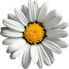 Gänseblümchen, Blume, Frühling, Sommer, Garten,