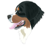 Berner Sennenhund-Eleganz