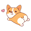 Simpatico cane corgi con culo carino