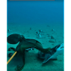 Unterwasser Kraken Rochen