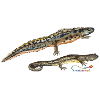 Pond Newts