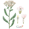 Yarrow