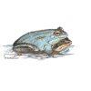 Moorfrosch