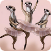Ballett Erdmännchen