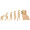 Evolution Shar Pei