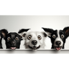 Überraschte Hunde