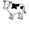Lactose Intolerant Cow