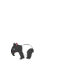Tapir