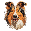 Dog Collie