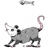 Opossum Possum Animal