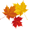 Herbst bunte Blätter