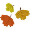 fall leaves