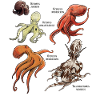 Exploring Fascinating Octopus Species