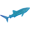 Whale shark