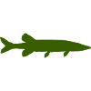 Pike Fish