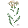 Yarrow