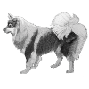 Finnish Lapphund sh